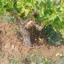 藤本植物