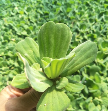 水白菜水葫芦水浮萍水芙蓉是水产繁殖必备根系发达可做种子