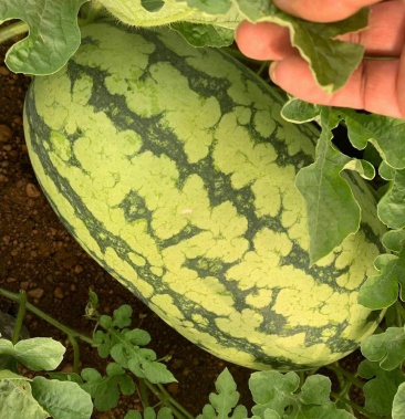 [西瓜批发]宾阳绿裳大量上市!价格0.70元/斤 - 一亩田