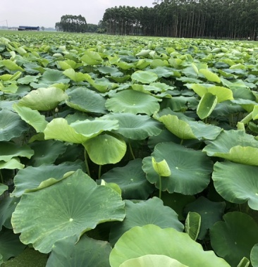 现挖新鲜贵港覃塘莲藕农家肥种植白嫩脆甜可口
