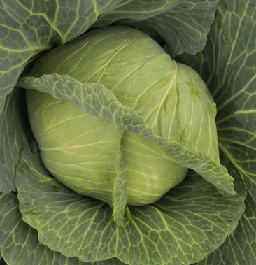 大头菜京丰一号符合日本农残基准