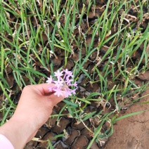 紫娇花基地直销量大从优