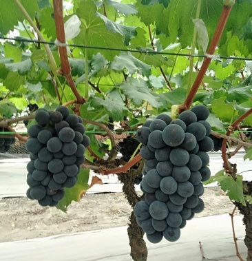 [巨峰葡萄批发]大棚巨峰价格6.00元/斤 - 一亩田