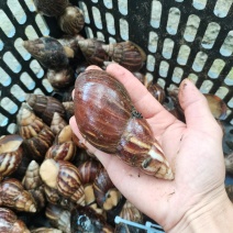 白玉蜗牛