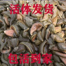 优质水蛭苗基地直发，量大专车发货，提供技术指导