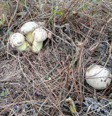 山里人找的食用野生白葱菌200元一市斤.精品包邮到家