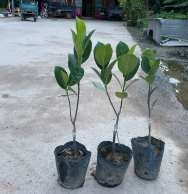 [菠萝蜜苗批发]珍珠菠萝蜜苗,金包无胶菠萝蜜苗价格38.