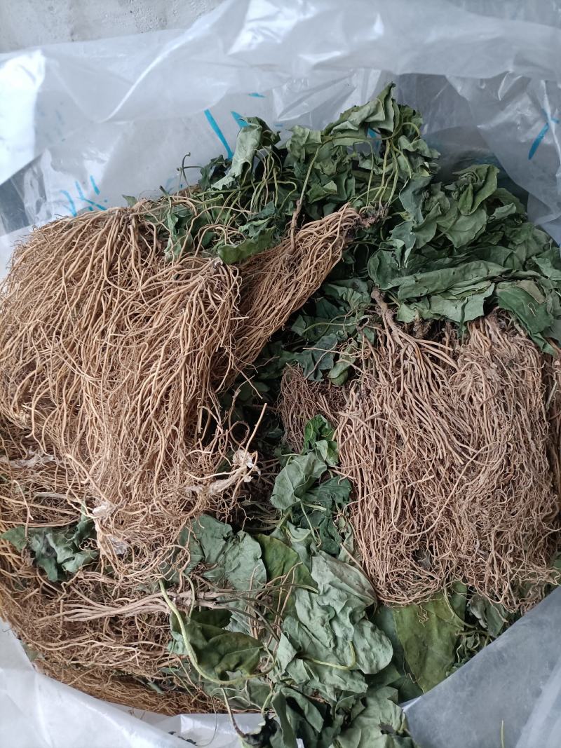 白细辛出售华细辛