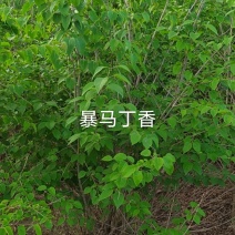 供应，大冠暴马丁香，高度2米冠1.50米，