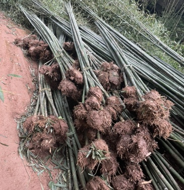 [竹子批发]20年专业出售各种绿化竹,竹苗等价格1.80元/棵 - 一亩田