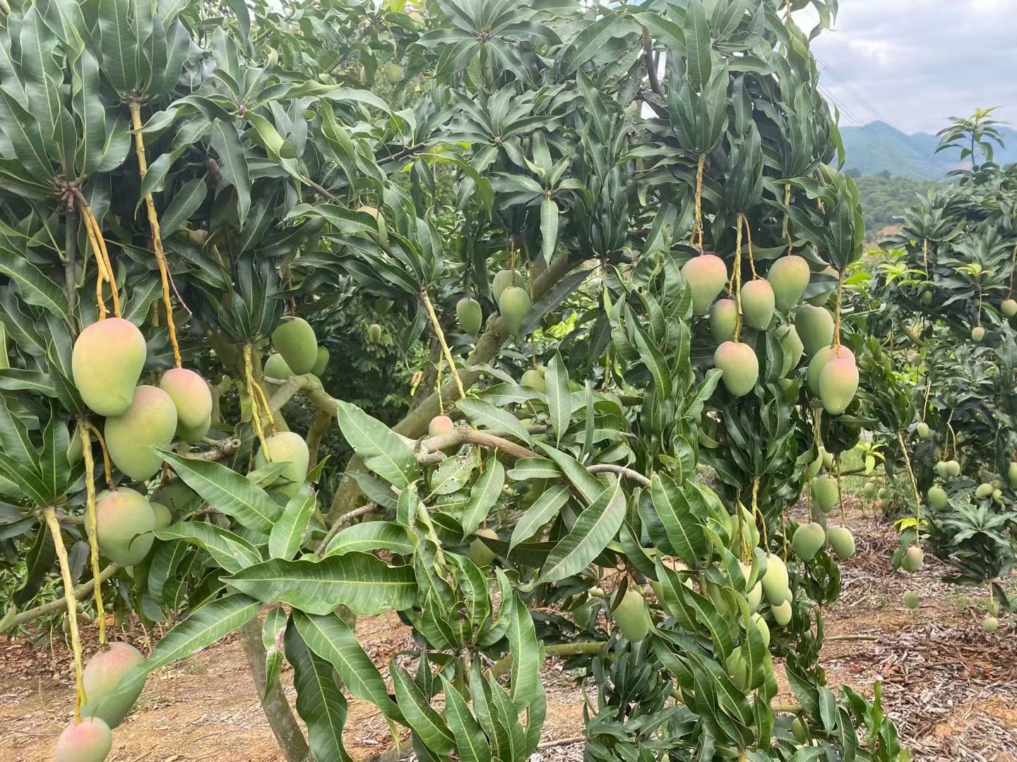 台湾南部台农芒果标准化种植基地实景航拍:展现矮化密植模式、健康树相与挂果状态,体现品种优良农艺性状与现代化管理 台农芒果种植园航拍视角:连片整齐的矮化密植芒果树,枝叶浓绿,部分树冠挂满青黄相间果实,田间有农户正在疏果作业,远处可见台湾嘉南平原典型灌溉水渠与蓝天白云