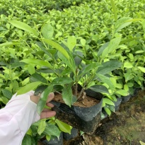 黄金榕黄榕黄心榕福建漳州基地自产自销提供视频看货