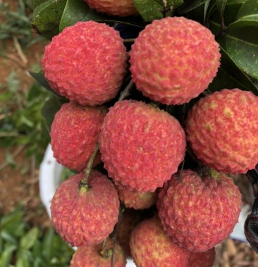 [荔枝批发]新品种岭丰糯价格10.00元/斤 - 一亩田