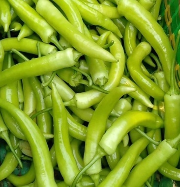 广西农家辣椒大个新鲜尖椒白皮辣椒腌酸蔬菜泡椒中辣菜园直供