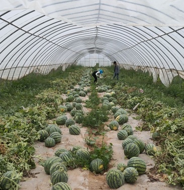 [美都西瓜批发]美都西瓜,八月份大量上市500亩宁夏精品美都价格5.