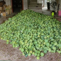 【现货供应】新鲜莲蓬莲子生吃即食湖南湘莲应季水果嫩莲米