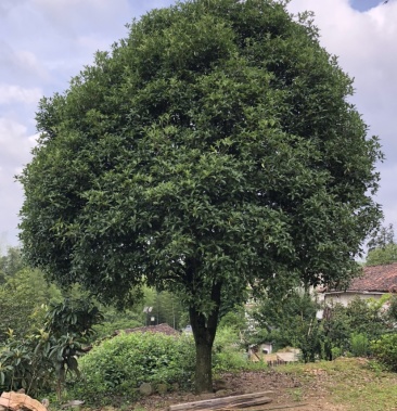 大桂花树一颗,根部直径一米一,有相中的自己来挖