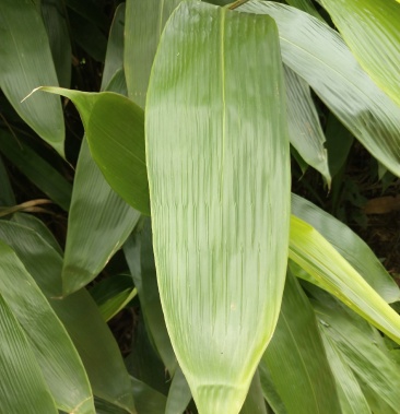 深山粽叶,生鲜高山箬叶