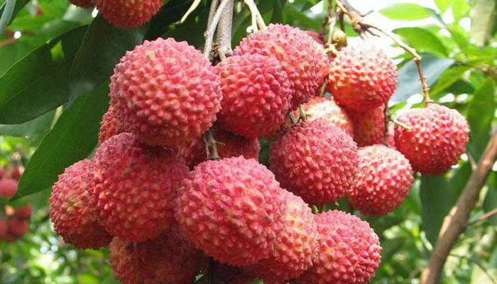 高州荔枝节活动现场照片
