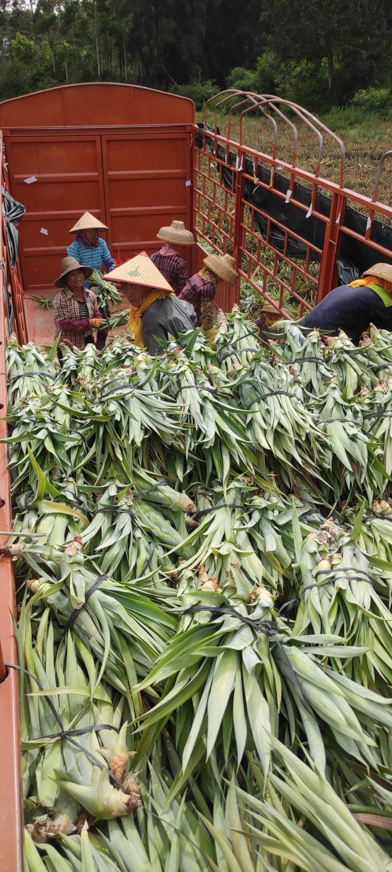 台湾凤梨 种植图片