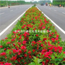 红王子锦带，大量有货，一手货源
