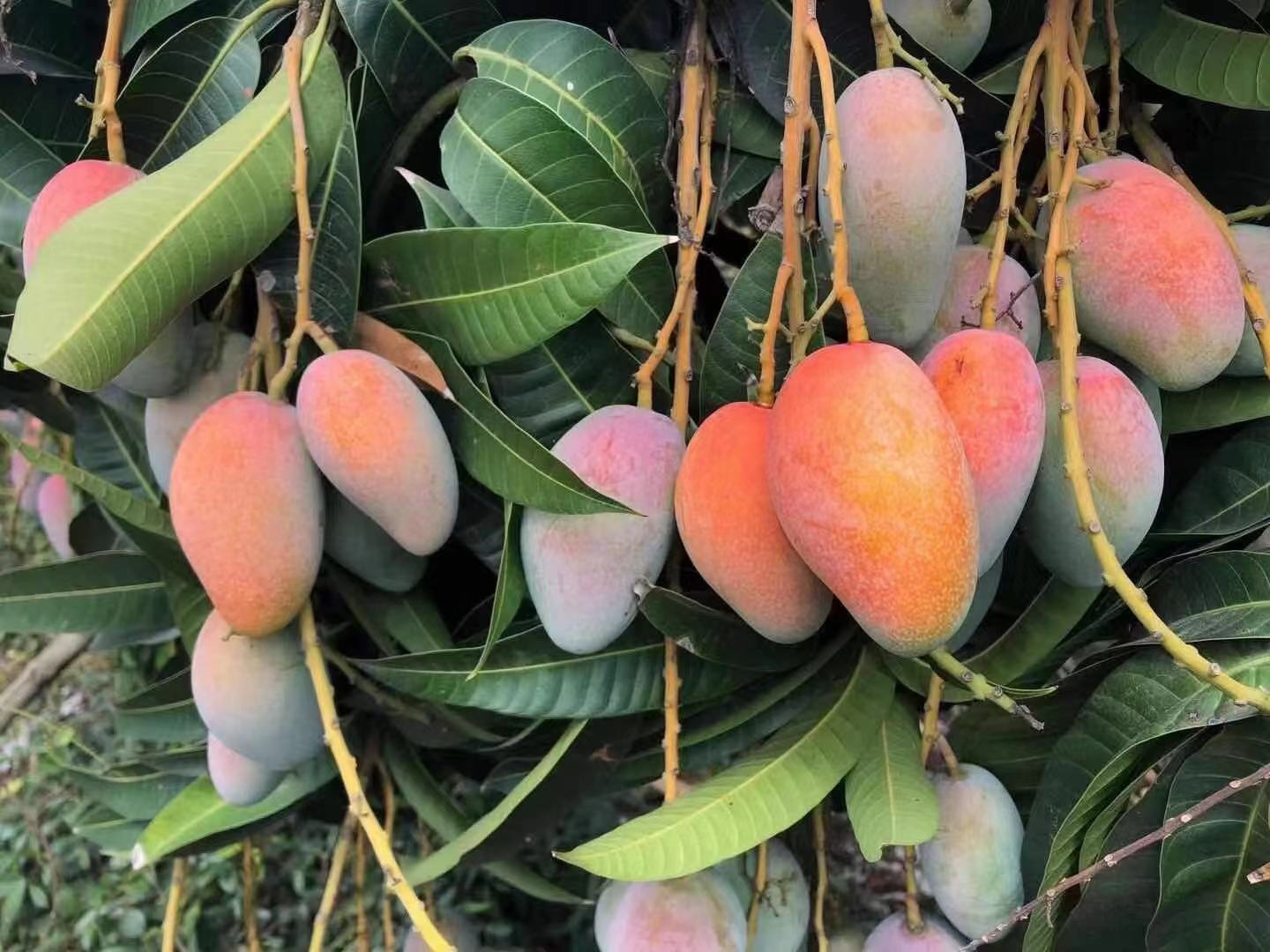 贵妃芒与金煌芒果植株对比图