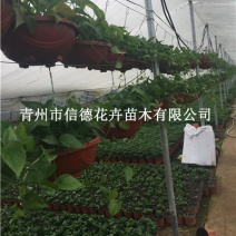 绿萝，基地直发，大量有货，一手货源