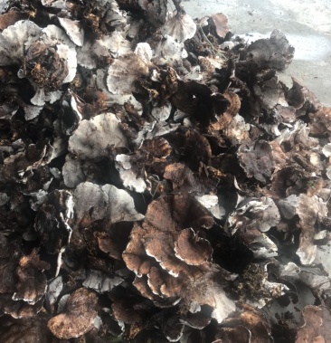 [批发]树皮菌价格2.00元/斤 - 一亩田