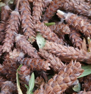 [夏枯球批发]夏枯球价格20.00元/斤 - 一亩田