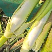 浙江浙大一号茭白货量大发全国净菜毛菜都有耐运输运费低货源
