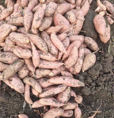 新龙九已开始上市欢迎加工厂市场来人来电洽谈合作