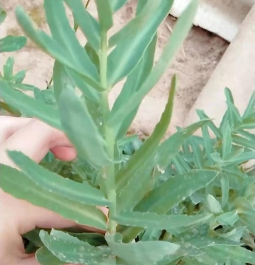 红景天幼苗50一斤需要的私聊