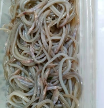 [鳗鱼苗批发]鳗鱼苗,酒店排挡椒盐用价格11.00元/斤 - 一亩田