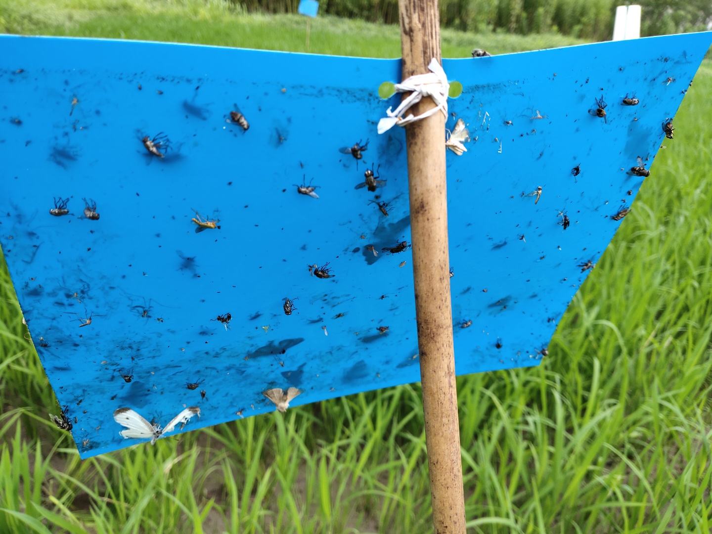 黄板诱杀斑潜蝇