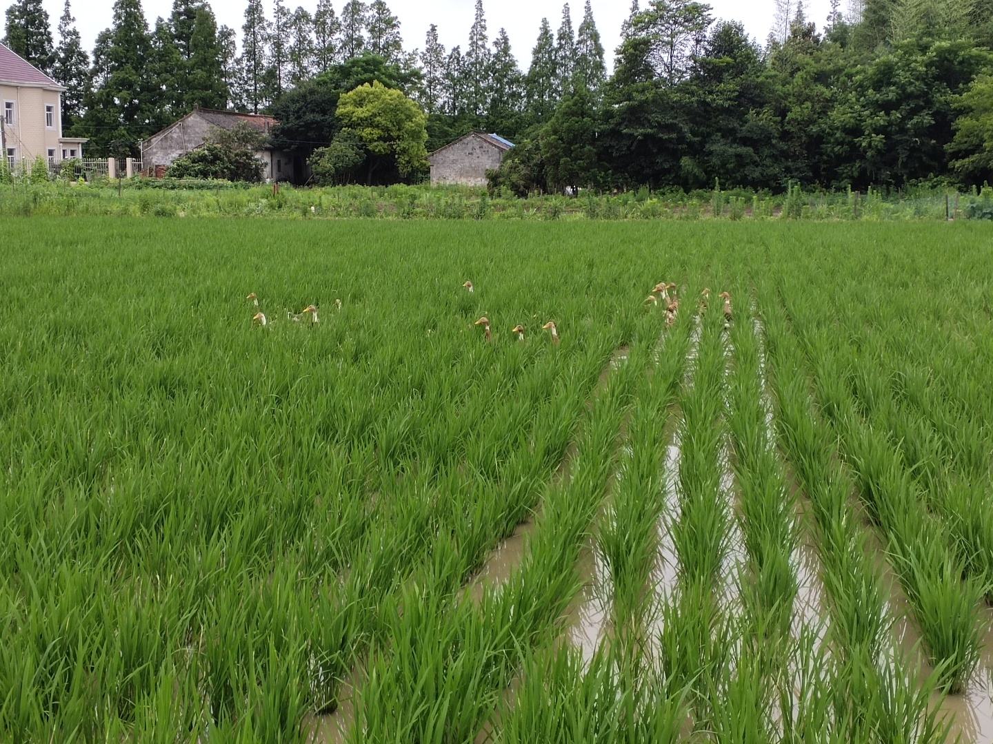 鸭跖草田间生长实景,展示其在稻田中蔓延的状态 鸭跖草田间生长实景