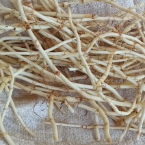 折耳根