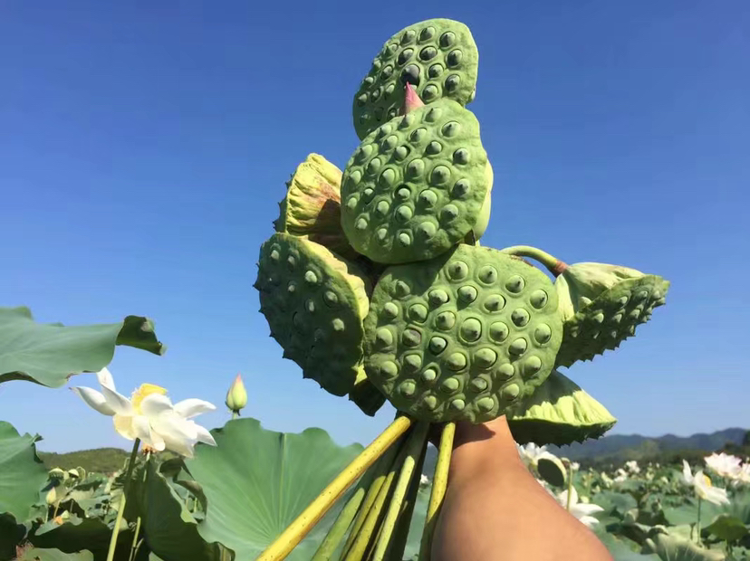 莲子种植场景