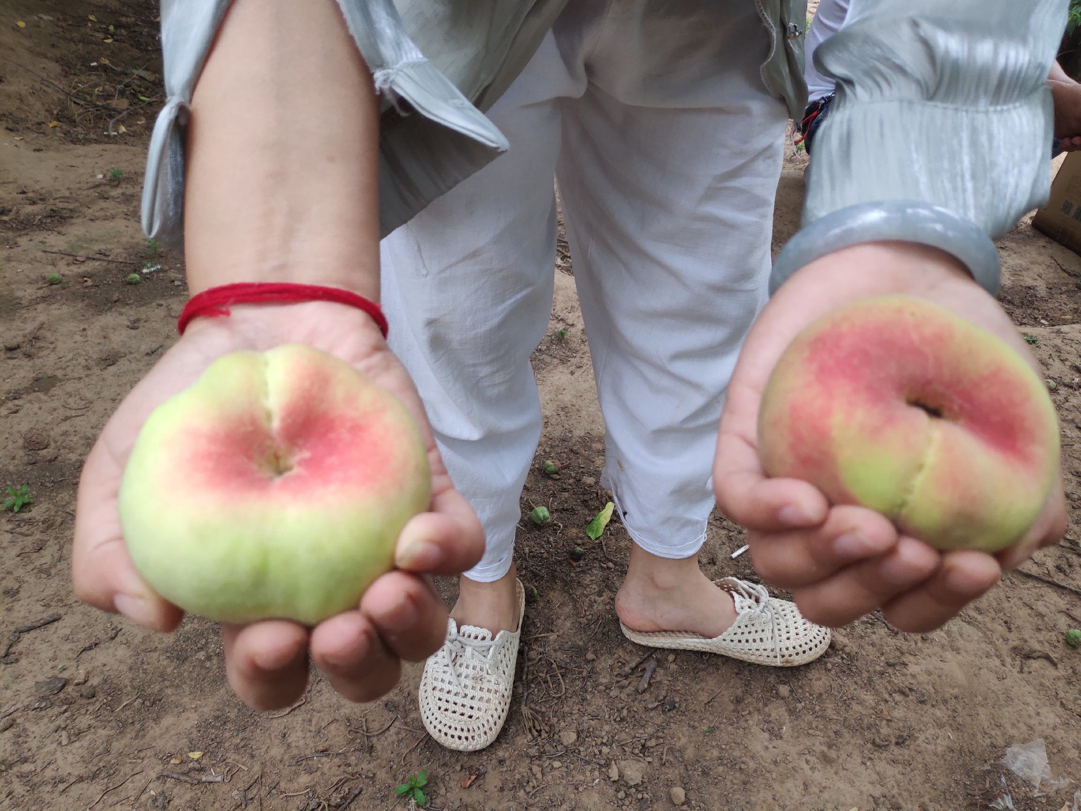 展示果农在蟠桃园中采摘成熟的蟠桃,果实饱满、颜色粉白,呈现出典型的扁圆形状 成熟蟠桃采摘场景