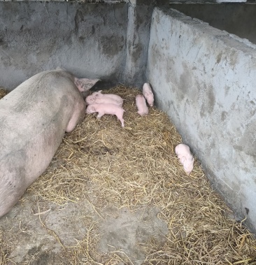 [仔猪批发]全州本地土猪,洋猪仔价格700.00元/头 - 一亩田