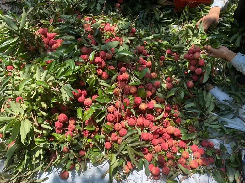 多位果农正在桂味荔枝果园中采摘果实,树上挂满红绿相间的荔枝,篮子里堆满新鲜采摘的桂味荔枝,地面散落少量落叶和枝条,天空晴朗,体现丰收季节的忙碌景象 果园采摘场景