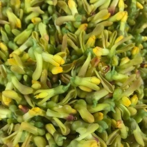 野生金雀花