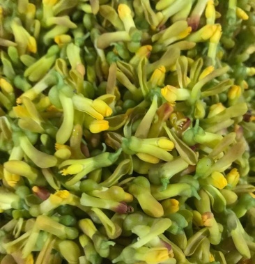 [金雀花批发]野生金雀花价格7.00元/袋 - 一亩田