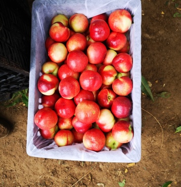 [中油油桃批发]中油十八价格1.00元/斤 - 一亩田