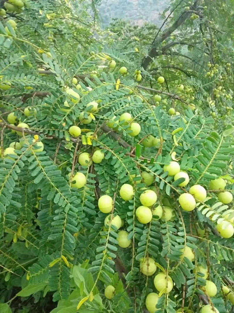 新鲜采摘清脆油甘果牛甘果橄榄果