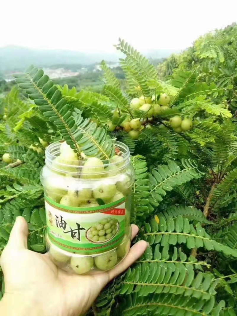 新鲜采摘清脆油甘果牛甘果橄榄果