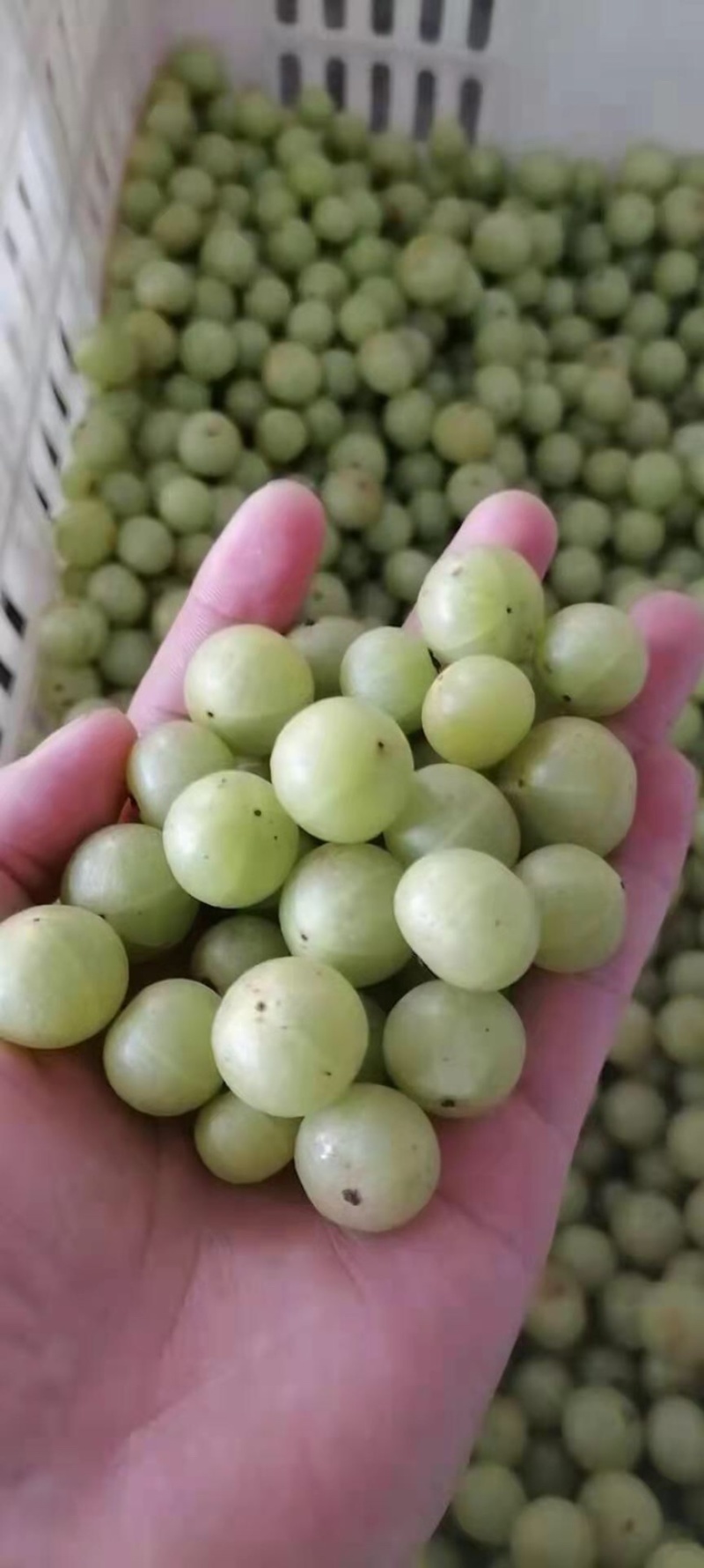 新鲜采摘清脆油甘果牛甘果橄榄果