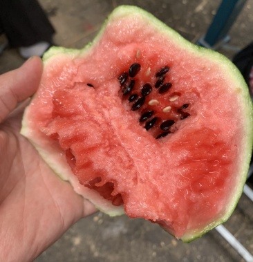 [西瓜批发]台头西瓜,开园价格1.30元/斤 - 一亩田