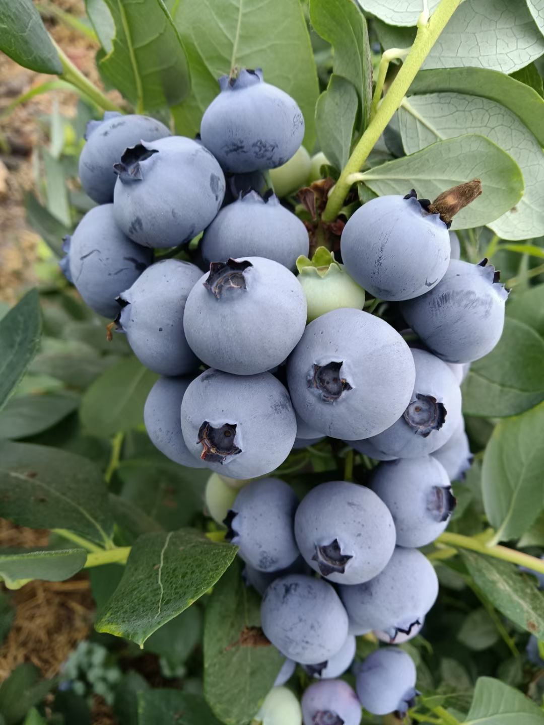 中国宝山蓝莓支持一件代发全国发货