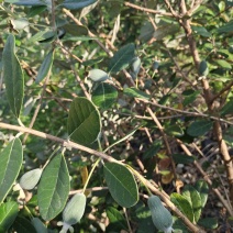 菲油果苗
