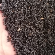 正品黑蚂蚁纯拟黑多刺黑蚂蚁酸味十足纯干广西黑蚂蚁